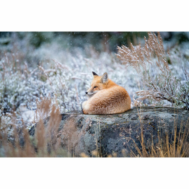 Nikon Nikon Jumelles Monarch M7 8X42 -