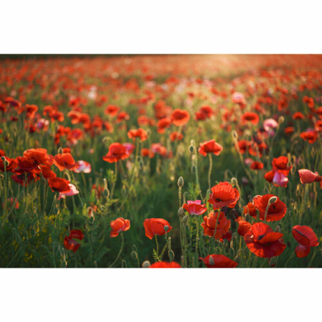 Sigma Sigma Obiettivo 28-45mm - F1.8 DG DN Art SONY E-Mount