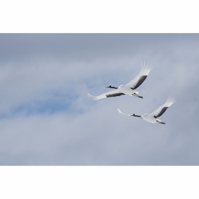 Sony Sony FE 100-400 mm F4,5-F5,6 GM OSS -Noleggio-