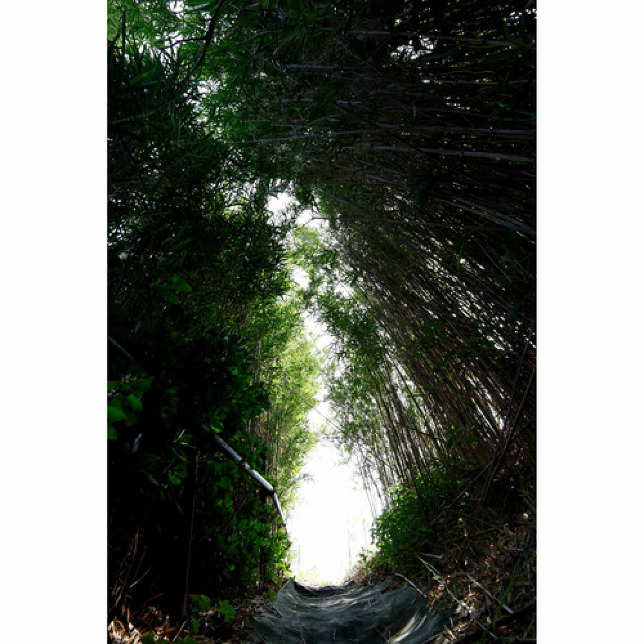 Sigma Sigma Ob. 10-18mm F/2.8 (C) DC DN RF