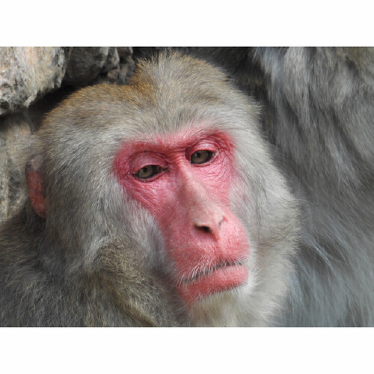 Nikon Nikon Coolpix P1100 Black - Garanzia Nital