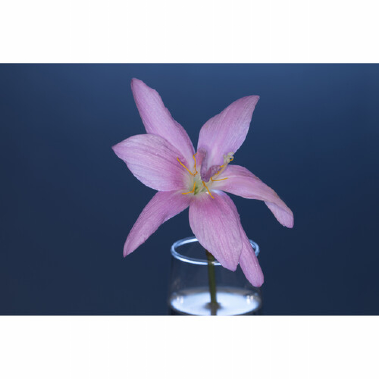 Godox Godox Flash Anulare Macro ML-150 II