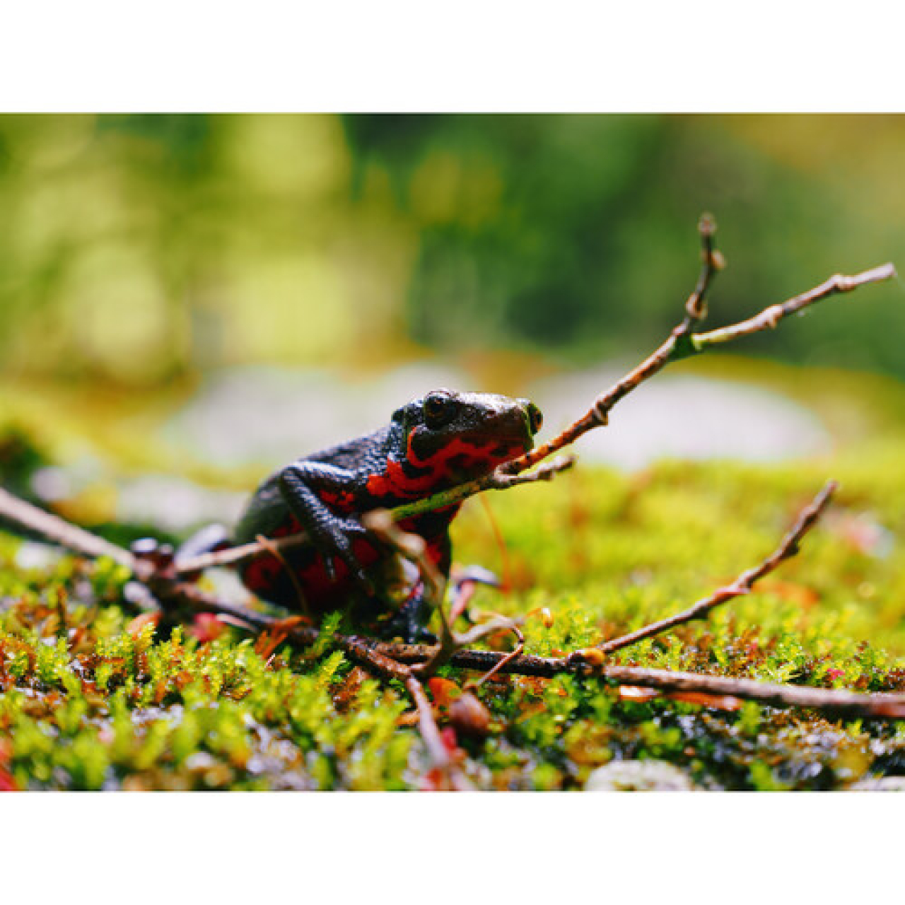 Om system olympus Olympus OM System OM-5 II Body Black