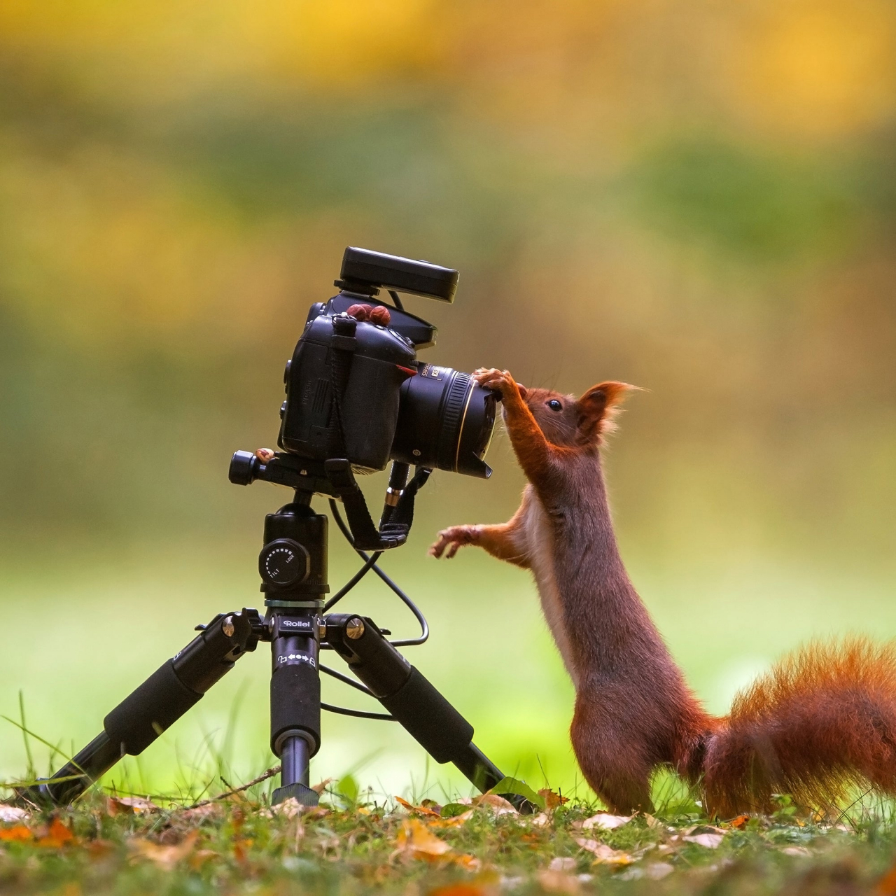 Rollei Rollei tripod M-1 Mini con testa black