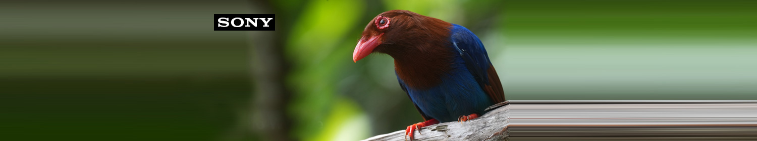 Sony Promo fino al 23 marzo 2025